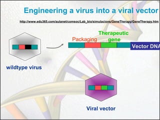 Engineering a virus into a viral vector
http://www.edu365.com/aulanet/comsoc/Lab_bio/simulacions/GeneTherapy/GeneTherapy.htm

Therapeutic
Packaging
gene

Vector DNA

wildtype virus

Viral vector

 