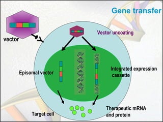 Gene transfer

Y

vector

Vector uncoating

Episomal vector

Target cell

Integrated expression
cassette

Therapeutic mRNA
and protein

 