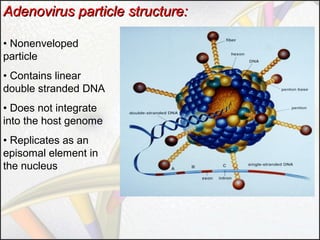 Adenovirus particle structure:
• Nonenveloped
particle
• Contains linear
double stranded DNA
• Does not integrate
into the host genome
• Replicates as an
episomal element in
the nucleus

 