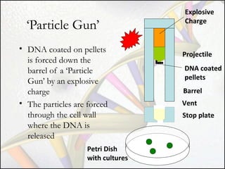 ‘Particle Gun’
• DNA coated on pellets
is forced down the
barrel of a ‘Particle
Gun’ by an explosive
charge
• The particles are forced
through the cell wall
where the DNA is
released
Petri Dish
with cultures

Explosive
Charge

Projectile
DNA coated
pellets
Barrel
Vent
Stop plate

 