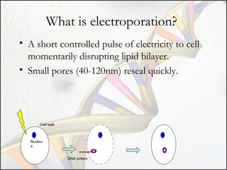 What is electroporation?
• A short controlled pulse of electricity to cell
momentarily disrupting lipid bilayer.
• Small pores (40-120nm) reseal quickly.

Cell wall

Nucleu
s
DNA enters

 