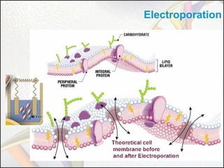 Electroporation

 