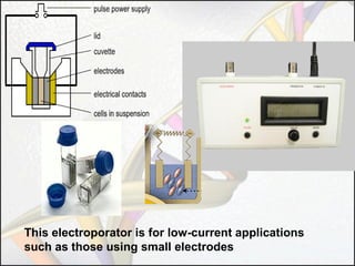 This electroporator is for low-current applications
such as those using small electrodes

 