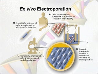 Ex vivo Electroporation

 
