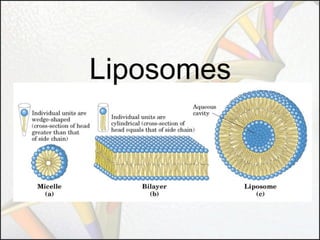 Liposomes

 