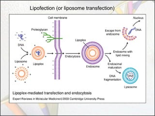 Lipofection (or liposome transfection)

 