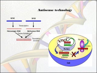 Antisense technology

 