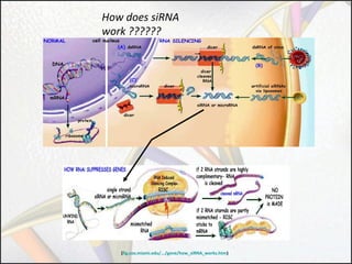 How does siRNA
work ??????

(fig.cox.miami.edu/.../gene/how_siRNA_works.htm)

 
