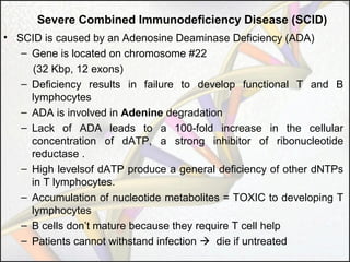 Severe Combined Immunodeficiency Disease (SCID)
• SCID is caused by an Adenosine Deaminase Deficiency (ADA)
– Gene is located on chromosome #22
(32 Kbp, 12 exons)
– Deficiency results in failure to develop functional T and B
lymphocytes
– ADA is involved in Adenine degradation
– Lack of ADA leads to a 100-fold increase in the cellular
concentration of dATP, a strong inhibitor of ribonucleotide
reductase .
– High levelsof dATP produce a general deficiency of other dNTPs
in T lymphocytes.
– Accumulation of nucleotide metabolites = TOXIC to developing T
lymphocytes
– B cells don’t mature because they require T cell help
– Patients cannot withstand infection  die if untreated

 