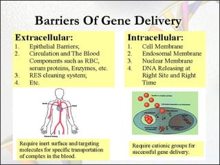 Barriers Of Gene Delivery

 