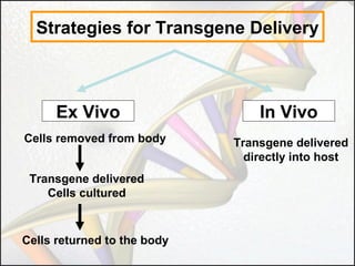 Strategies for Transgene Delivery

Ex Vivo
Cells removed from body
Transgene delivered
Cells cultured

Cells returned to the body

In Vivo
Transgene delivered
directly into host

 