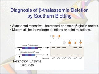 Diagnosis of β-thalassemia Deletion
by Southern Blotting

• Autosomal recessive, decreased or absent β-globin protein.
• Mutant alleles have large deletions or point mutations.

Restriction Enzyme
Cut Sites

 