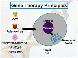 Gene Therapy Principles
AAV

Nucleus

Adenovirus
Therapeutic
Protein

Retrovirus/Lentivirus
Naked DNA

Target
Cell

 