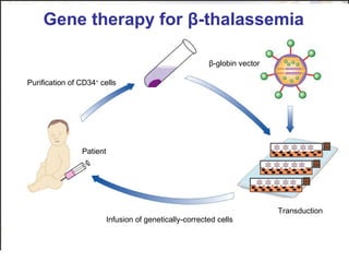 TERAPIA GENICAfor β-thalassemia
Gene therapy DELLA ß-TALASSEMIA

21_11.jpg

β-globin vector
Purification of CD34+ cells

Patient

Transduction
Infusion of genetically-corrected cells

 