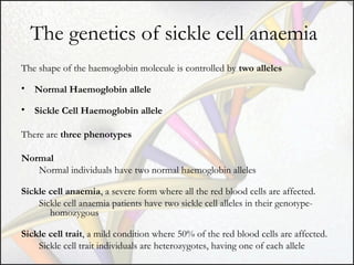 The genetics of sickle cell anaemia
The shape of the haemoglobin molecule is controlled by two alleles
• Normal Haemoglobin allele
• Sickle Cell Haemoglobin allele
There are three phenotypes
Normal
Normal individuals have two normal haemoglobin alleles
Sickle cell anaemia, a severe form where all the red blood cells are affected.
Sickle cell anaemia patients have two sickle cell alleles in their genotypehomozygous
Sickle cell trait, a mild condition where 50% of the red blood cells are affected.
Sickle cell trait individuals are heterozygotes, having one of each allele

 
