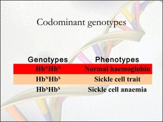 Codominant genotypes

Genotypes
HbNHbN
HbNHbS
HbSHbS

Phenotypes
Normal haemoglobin
Sickle cell trait
Sickle cell anaemia

 