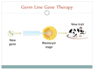 Germ Line Gene Therapy
Transgenic
cell
New
gene Blastocyst
stage
New trait
 