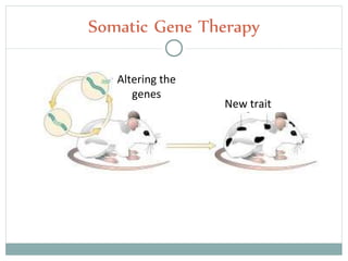 Somatic Gene Therapy
Altering the
genes
New trait
 