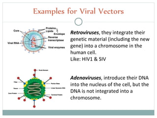 Retroviruses, they integrate their
genetic material (including the new
gene) into a chromosome in the
human cell.
Like: HIV1 & SIV
Adenoviruses, introduce their DNA
into the nucleus of the cell, but the
DNA is not integrated into a
chromosome.
Examples for Viral Vectors
 