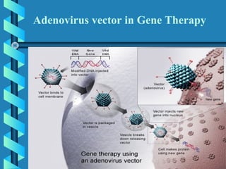 Adenovirus vector in Gene Therapy
 
