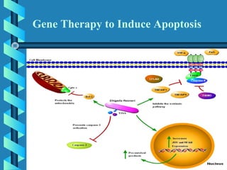 Gene Therapy to Induce Apoptosis
 