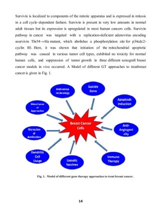 14
Survivin is localized to components of the mitotic apparatus and is expressed in mitosis
in a cell cycle–dependent fashion. Survivin is present in very low amounts in normal
adult tissues but its expression is upregulated in most human cancers cells. Survivin
pathway in cancer was targeted with a replication-deficient adenovirus encoding
asurvivin Thr34→Ala mutant, which abolishes a phosphorylation site for p34cdc2-
cyclin B1. Here, it was shown that initiation of the mitochondrial apoptotic
pathway was caused in various tumor cell types, exhibited no toxicity for normal
human cells, and suppression of tumor growth in three different xenograft breast
cancer models in vivo occurred. A Model of different GT approaches to treatbreast
cancer is given in Fig. 1.
 