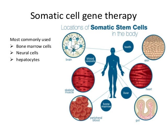 somatic cell gene therapy essay Free essay: human gene therapy what is human gene therapy this is called somatic gene therapy because it introduces the gene into a somatic or body cell. somatic cell gene therapy essay Free essay: human gene therapy what is human gene therapy this is called somatic gene therapy because it introduces the gene into a somatic or body cell.