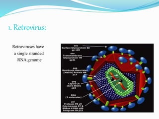 1. Retrovirus:
Retroviruses have
a single stranded
RNA genome
 