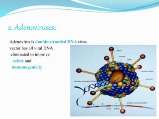 2. Adenoviruses:
Adenovirus is double-stranded DNA virus.
vector has all viral DNA
eliminated to improve
safety and
immunogenicity
 