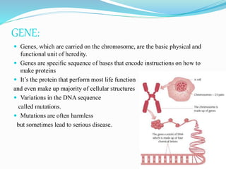 GENE:
 Genes, which are carried on the chromosome, are the basic physical and
functional unit of heredity.
 Genes are specific sequence of bases that encode instructions on how to
make proteins
 It’s the protein that perform most life function
and even make up majority of cellular structures
 Variations in the DNA sequence
called mutations.
 Mutations are often harmless
but sometimes lead to serious disease.
 