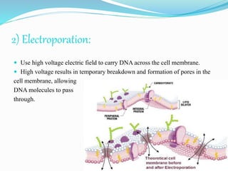 2) Electroporation:
 Use high voltage electric field to carry DNA across the cell membrane.
 High voltage results in temporary breakdown and formation of pores in the
cell membrane, allowing
DNA molecules to pass
through.
 