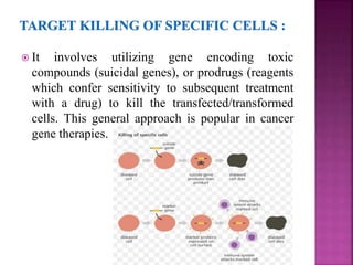  It involves utilizing gene encoding toxic
compounds (suicidal genes), or prodrugs (reagents
which confer sensitivity to subsequent treatment
with a drug) to kill the transfected/transformed
cells. This general approach is popular in cancer
gene therapies.
 