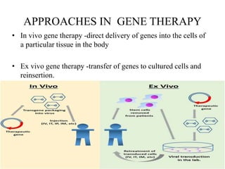 APPROACHES IN GENE THERAPY
• In vivo gene therapy -direct delivery of genes into the cells of
a particular tissue in the body
• Ex vivo gene therapy -transfer of genes to cultured cells and
reinsertion.
 