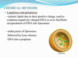 CHEMICAL METHODS
 Lipoplexes and polyplexes
- cationic lipids due to their positive charge, used to
condense negatively charged DNA so as to fascilitate
encapsulation of DNA into liposomes
- endocytosis of liposomes
followed by lysis releases
DNA into cytoplasm
 