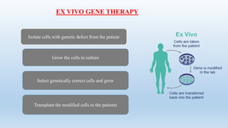 EX VIVO GENE THERAPY
Isolate cells with genetic defect from the patient
Grow the cells in culture
Select genetically correct cells and grow
Transplant the modified cells to the patients
 