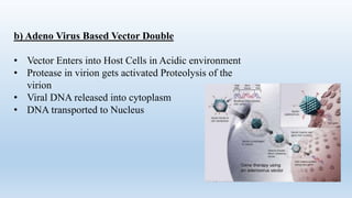 b) Adeno Virus Based Vector Double
• Vector Enters into Host Cells in Acidic environment
• Protease in virion gets activated Proteolysis of the
virion
• Viral DNA released into cytoplasm
• DNA transported to Nucleus
 