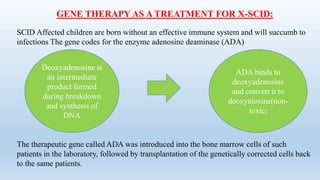 GENE THERAPY AS A TREATMENT FOR X-SCID:
SCID Affected children are born without an effective immune system and will succumb to
infections The gene codes for the enzyme adenosine deaminase (ADA)
The therapeutic gene called ADA was introduced into the bone marrow cells of such
patients in the laboratory, followed by transplantation of the genetically corrected cells back
to the same patients.
Deoxyadenosine is
an intermediate
product formed
during breakdown
and synthesis of
DNA
ADA binds to
deoxyadenosine
and convert it to
deoxyniosine(non-
toxic)
 