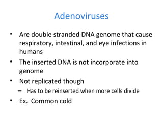 Adenoviruses
• Are double stranded DNA genome that cause
respiratory, intestinal, and eye infections in
humans
• The inserted DNA is not incorporate into
genome
• Not replicated though
– Has to be reinserted when more cells divide
• Ex. Common cold
 