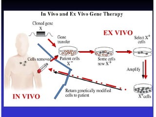 in vivo and ex vivo schemes
IN VIVO
EX VIVO
 
