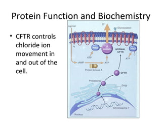 Protein Function and Biochemistry
• CFTR controls
chloride ion
movement in
and out of the
cell.
 