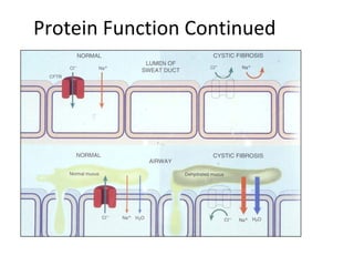 Protein Function Continued
 
