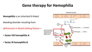 Gene therapy for Hemophilia
Hemophilia is an inherited X-linked
bleeding disorder resulting from
deficiencies in blood clotting factors—
• factor VIII hemophilia A.
• factor IX hemophilia B.
 