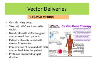 Vector Deliveries
                   1. EX-VIVO METHOD
• Outside living body.
• “Normal cells” are inserted in
  vector.
• Blood cells with defective gene
  are removed from patient.
• Patient’s blood is mixed with
  viruses from vector.
• Combination of new and old cells
  are put back into the patient.
• Protein is produced to fight
  disease.
 
