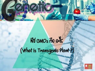 พืช GMOs คือ อะไร
(What is Transgenic Plant ?)
 