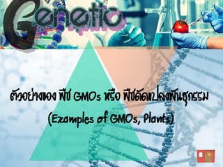 ตัวอย่างของ พืช GMOs หรือ พืชดัดแปลงพันธุกรรม
(Examples of GMOs, Plants)
 
