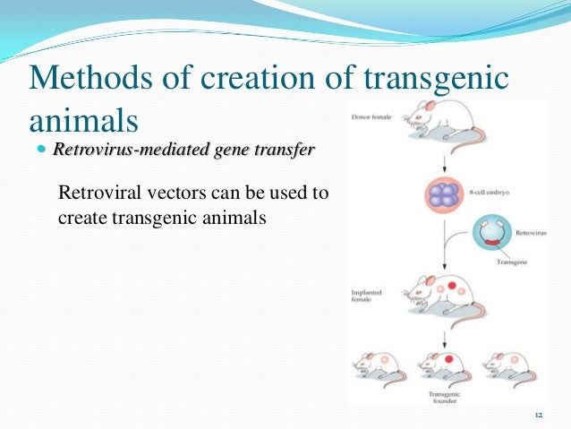 retroviral vector method for transgenic animals