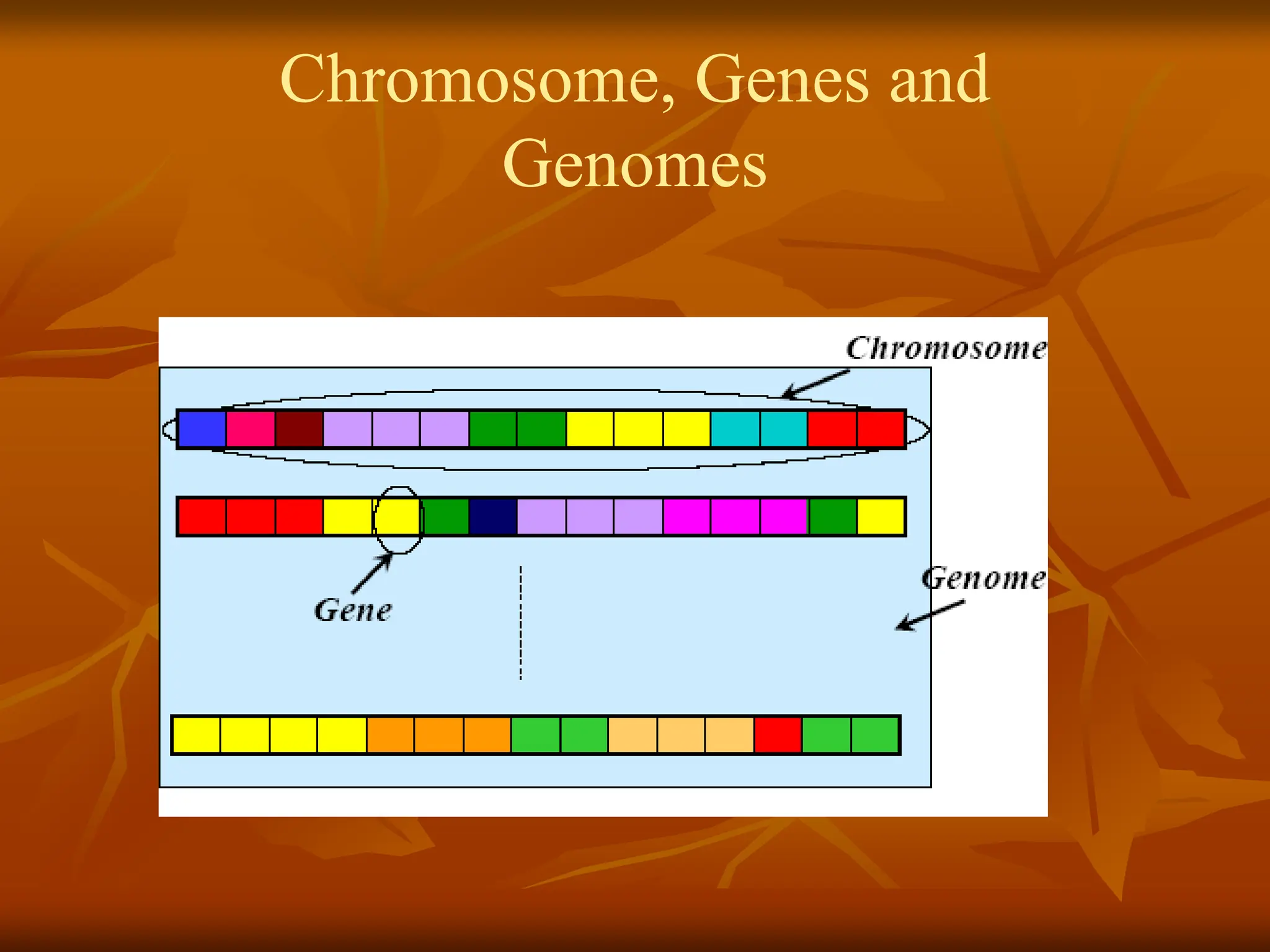 Chromosome, Genes and Genomes 