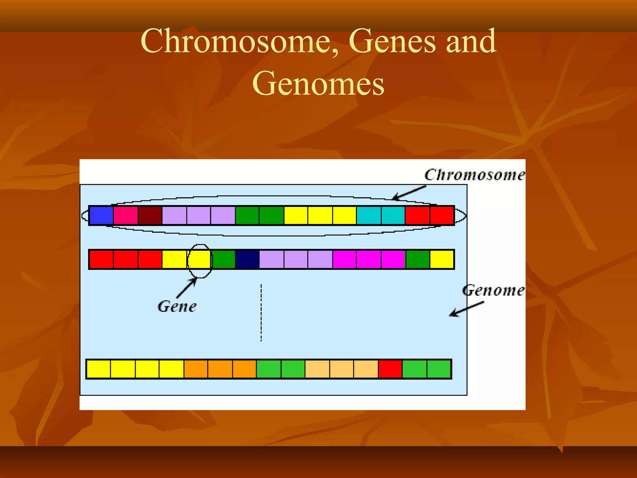 Chromosome, Genes and
Genomes
 