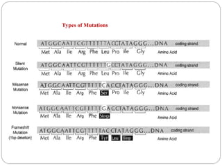 Genetic-code-and-Mutation and its typess | PPT