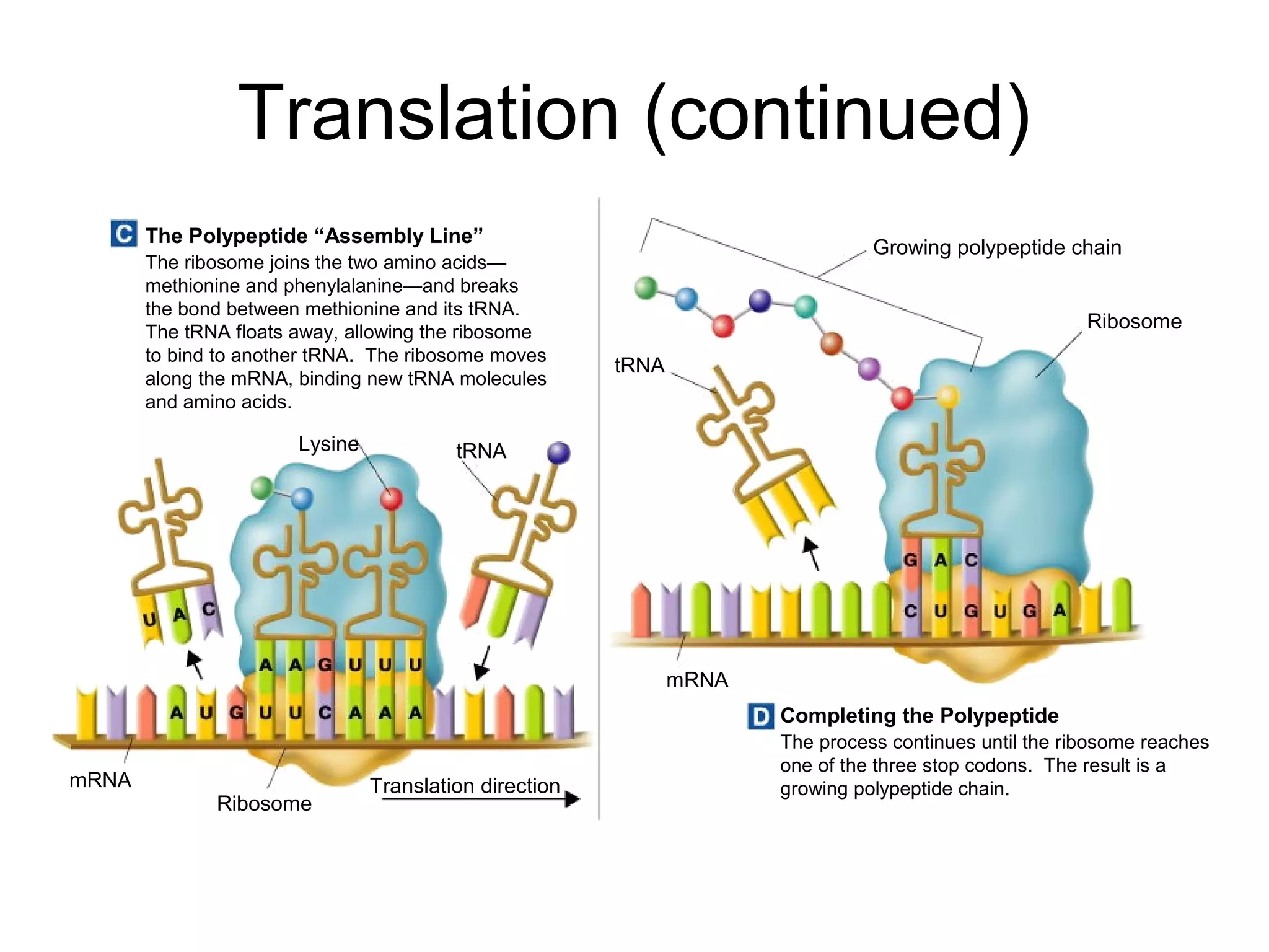 Genetic code 2081 | PPT
